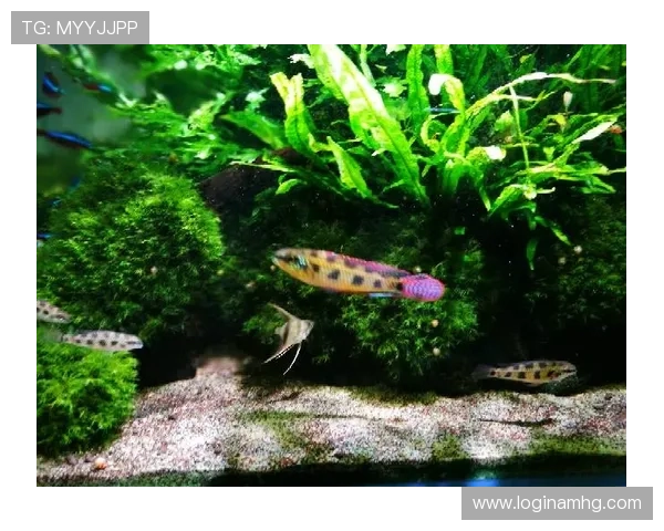 皇冠棋盘的收藏指南，帮助新手入门了解收藏皇冠棋盘的技巧